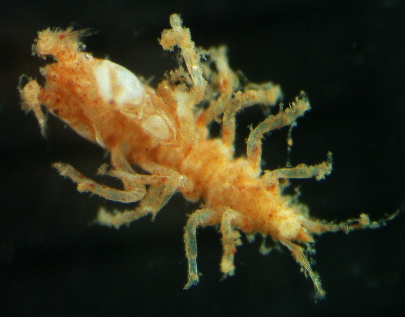 Представитель Семейства Metapseudidae